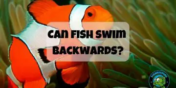 can fish swim backwards