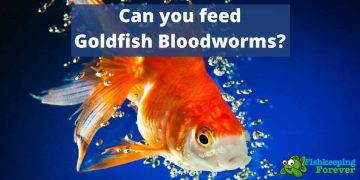 goldfish eating bloodworms