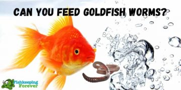 goldfish eating worms