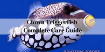 clown triggerfish