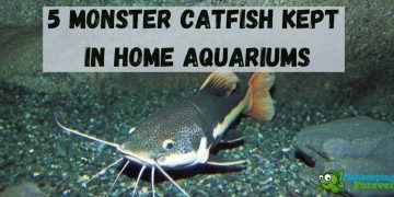 monster catfish