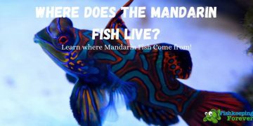 Where Does the Mandarin Fish Live?