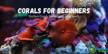 Corals For Beginners