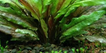 Cryptocoryne wendtii