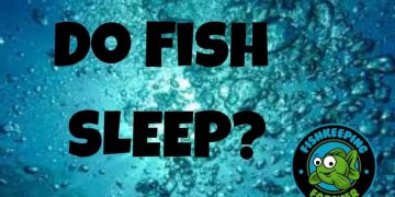 do fish sleep?