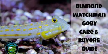 Diamond watchman goby