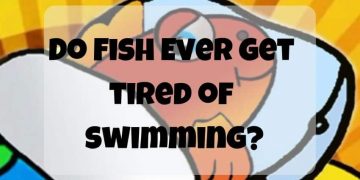 do fish ever get tired of swimming