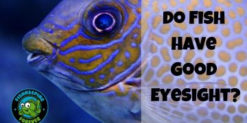 do fish have good eyesight