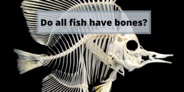 do all fish have bones