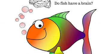 do fish have a brain?