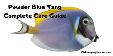 powder blue tang