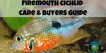 Firemouth cichlid care & buyers guide