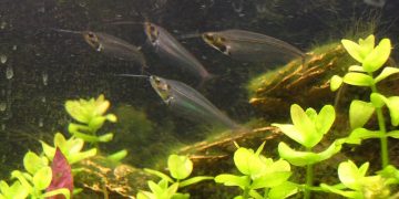 Ghost Glass Catfish