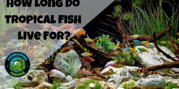 How-Long-Do-Tropical-Fish-Live-For?
