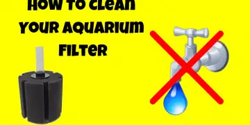 How to clean an aquarium filter