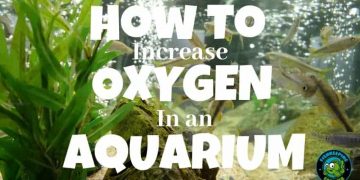 How To increase oxygen in an aquarium