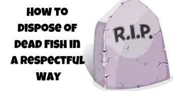 how to dispose of a dead fish