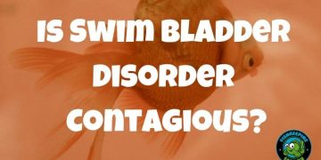 Is-Swim-Bladder-Disorder-Contagious?