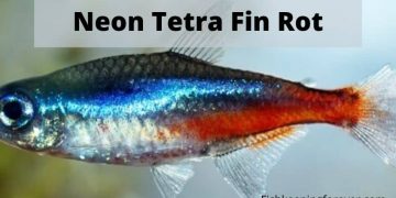 neon tetra fin rot