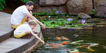 feeding bread to fish