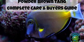 powder brown tang