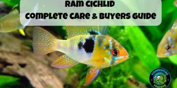 ram cichlid