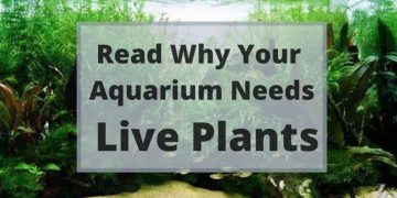 why aquariums need live plants