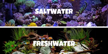 SALTWATER VS FRESHWATER