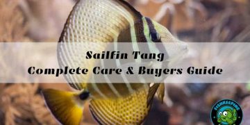 Sailfin Tang Complete Care & Buyers Guide