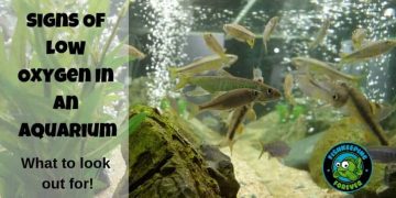 Signs Of Low Oxygen In an Aquarium