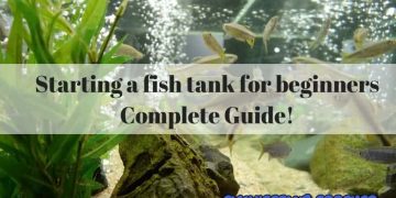 Starting a fish tank for beginners - Complete Guide!