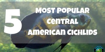 TOP 5 MOST POPULAR CENTRAL AMERICAN CICHLIDS