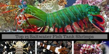 top 13 saltwater fish tank shrimps