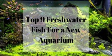 Top 9 Freshwater fish for a new aquarium