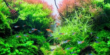 plants with baby fish