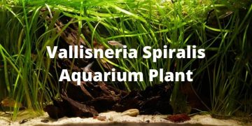 Vallisneria Spiralis