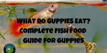 what do guppies eat?