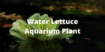 water lettuce aquarium plants