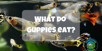 what do guppies eat