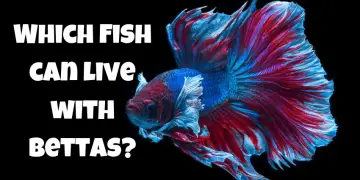 How Long Do Betta Fish Live?