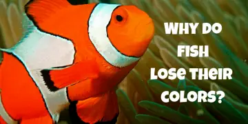 Why do fish lose their colors?