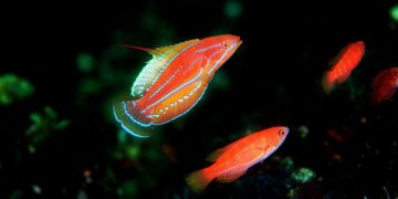 Mccosker flasher wrasse