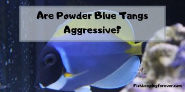 powder blue tang