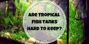 are fish tanks hard to keep