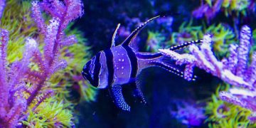 banggai cardinalfish