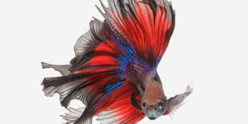 Betta Fish