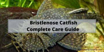 bristlenose catfish