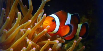 clownfish