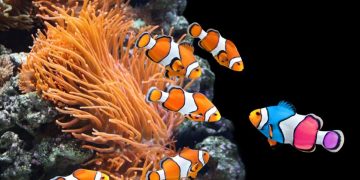 clownfish image