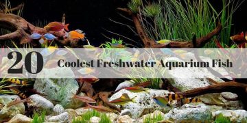 coolest-freshwater-aquarium-fish
